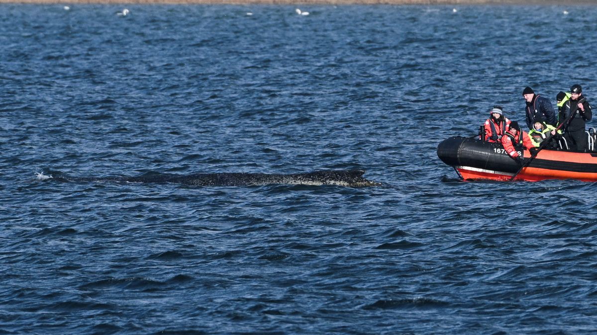 Velryba, která dvakrát uvázla na severu Německa, pluje volně mořem